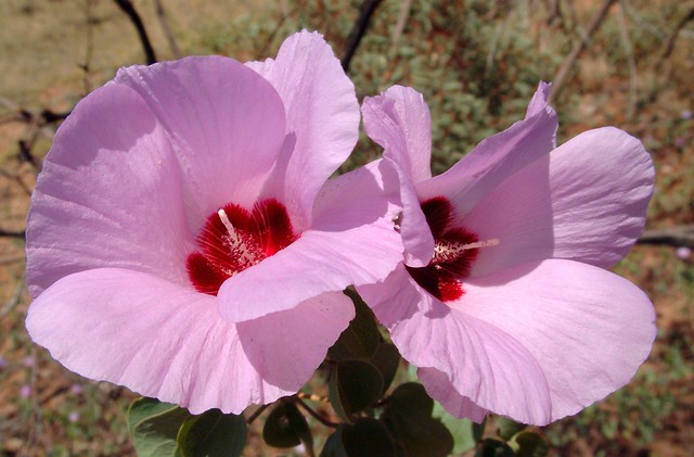 Sturt's Desert Rose (Gossypium sturtianum), near Ormiston Gorge, 135kms W of Alice Springs, Central Australia.