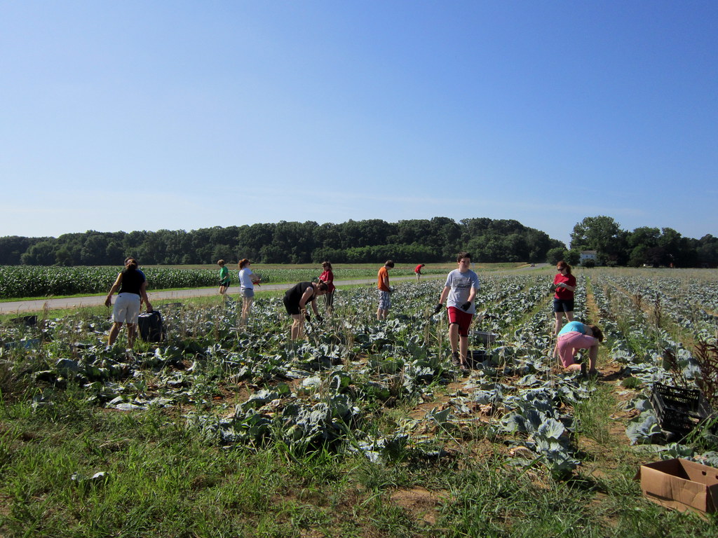 Gleaning the cabbage crop