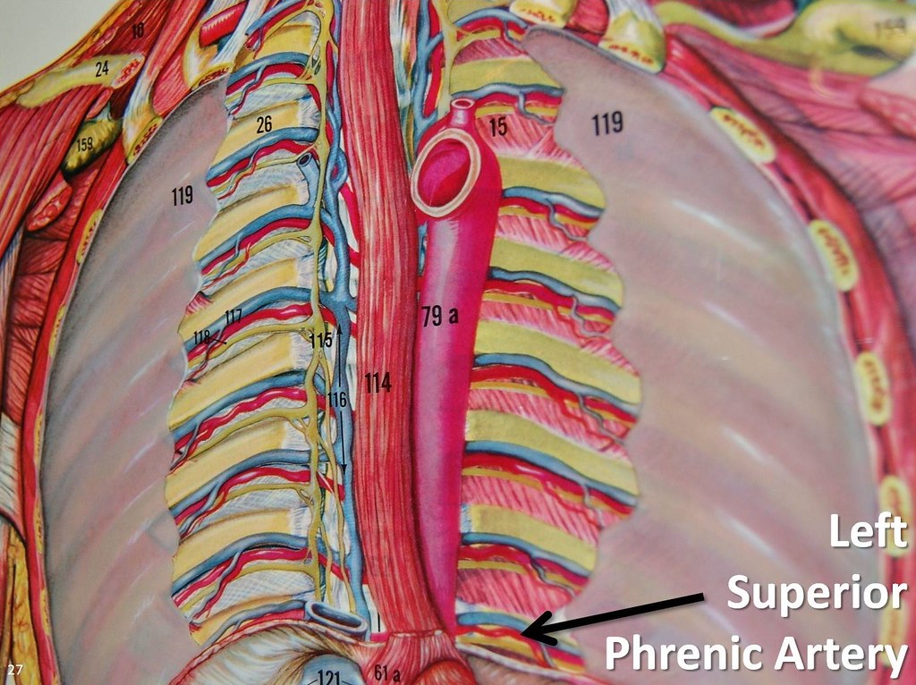 Left superior phrenic artery - The Anatomy of the Arteries… | Flickr