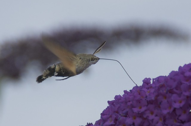 Macroglossum stellatarum/Kolibrievlinder/Hummingbird Hawk-moth