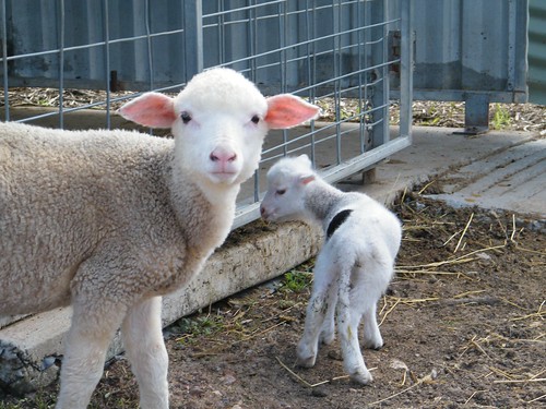 wool animals sheep lamb fujifilm farmyard s2000hd