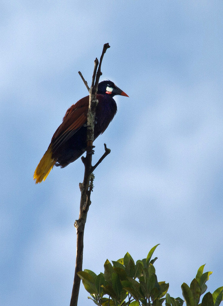 Montezuma Oropendola (Psarocolius montezuma) - Montezumaoropendola - Belize