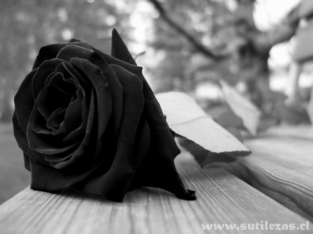 rosa_luto, Tu eres mi rosa negratus petalos son mi vida.…