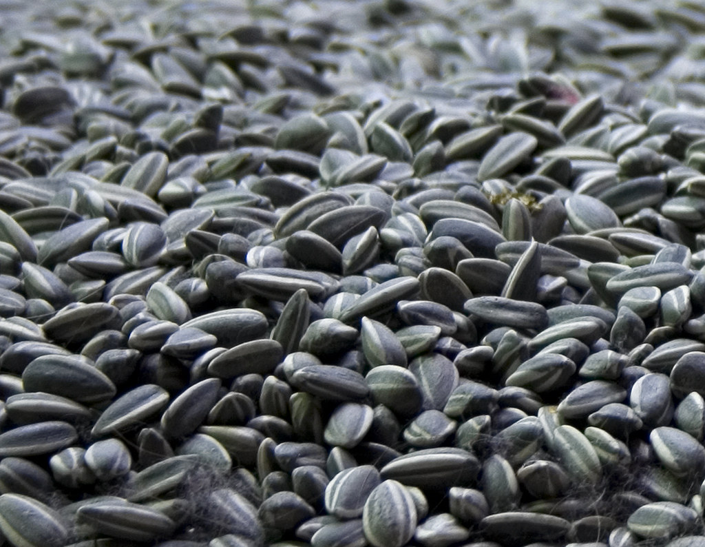 Ai Weiwei / 艾未未 : Sunflower Seeds