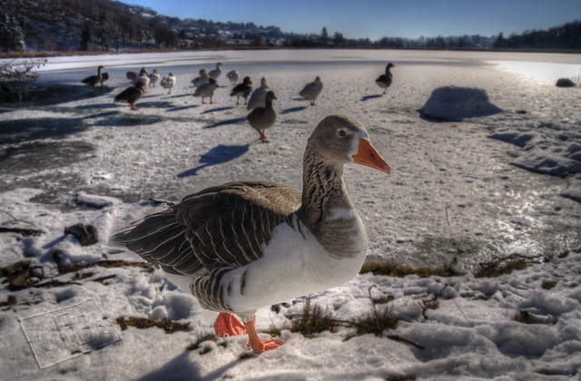 Geese in the snow / Anatre sulla neve