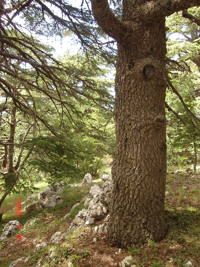 Cedar Tree Trunk جذع شجرة الارز في لبنان Mr Cool Flickr