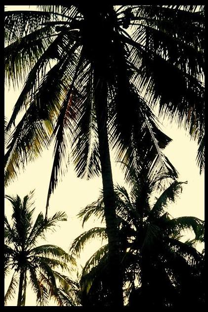 coconut trees by Gil Walker