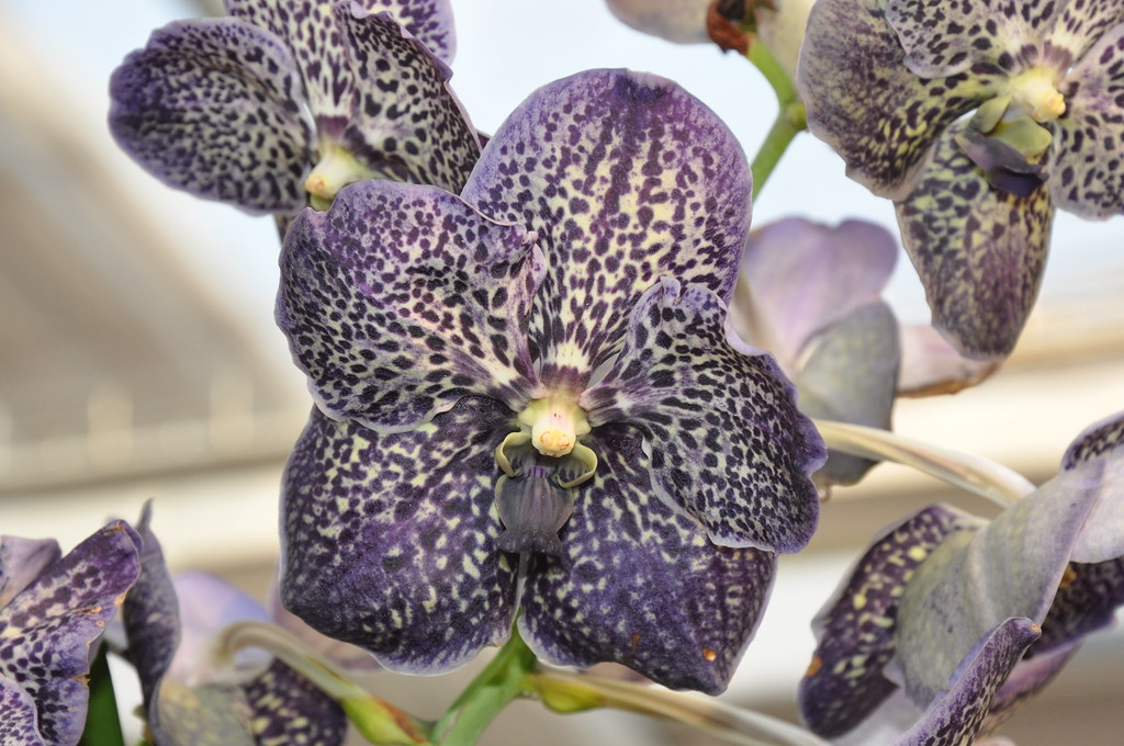 Vanda Black Magic | Mostra orchidee 'Giardineria Drago' - Sc… | Stefano |  Flickr