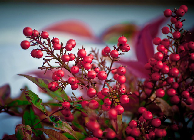 Red Berries for Christmas