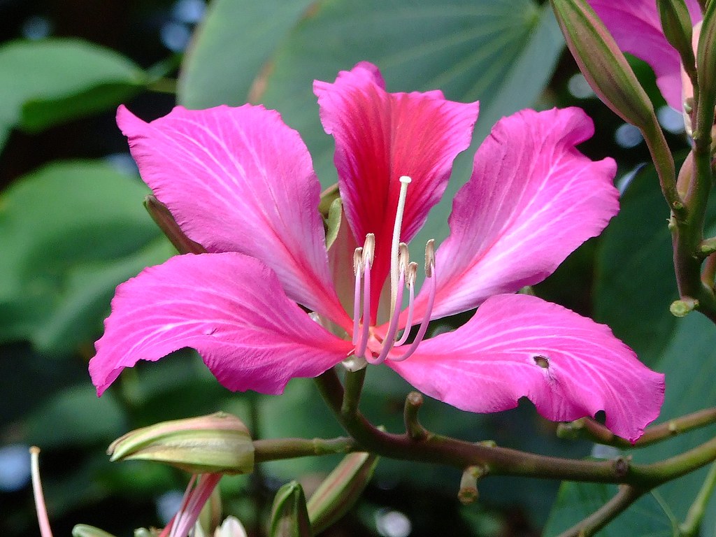 CAESALPINIACEAE 蘇木科- Bauhinia blakeana 洋紫荊| Photo taken at… | Flickr