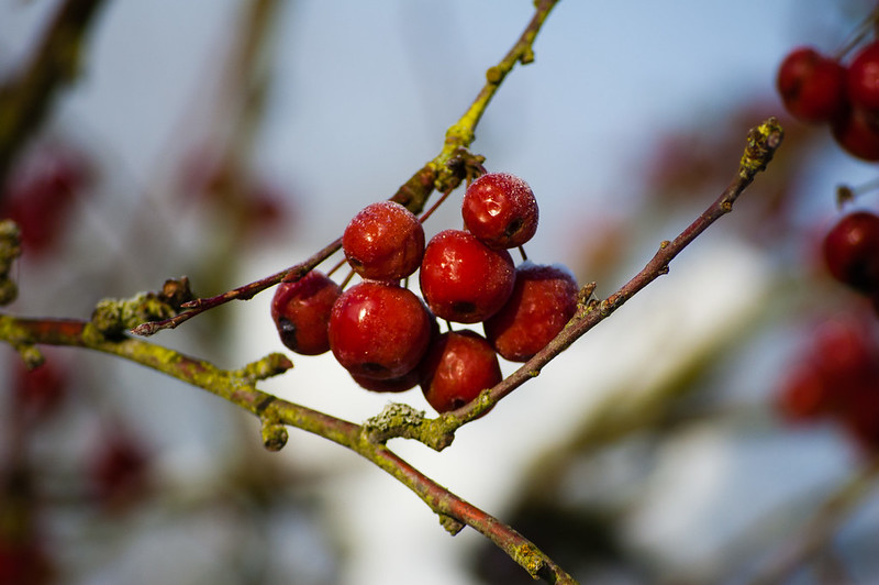 Crab apples: snow