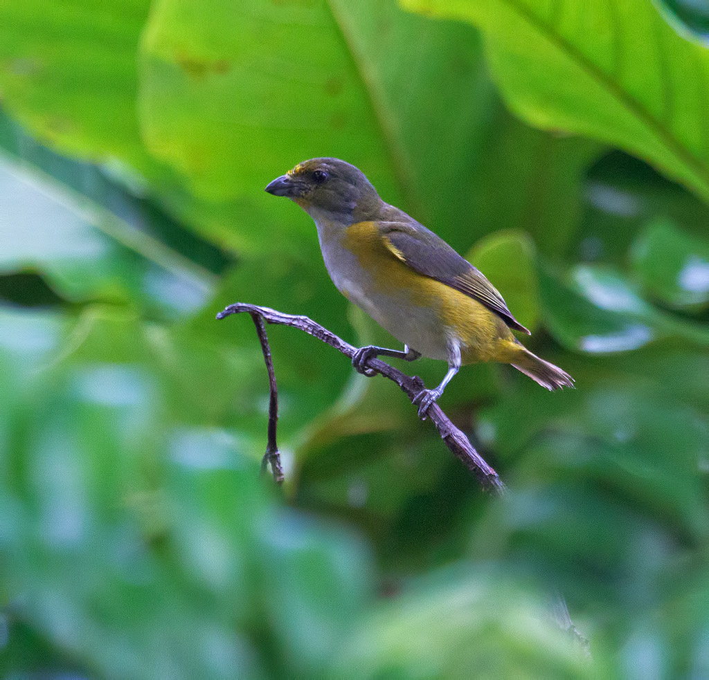 Yellow-throated Euphonia - Euphonia hirundinacea hirundinacea - Gulpannad eufonia - Belize
