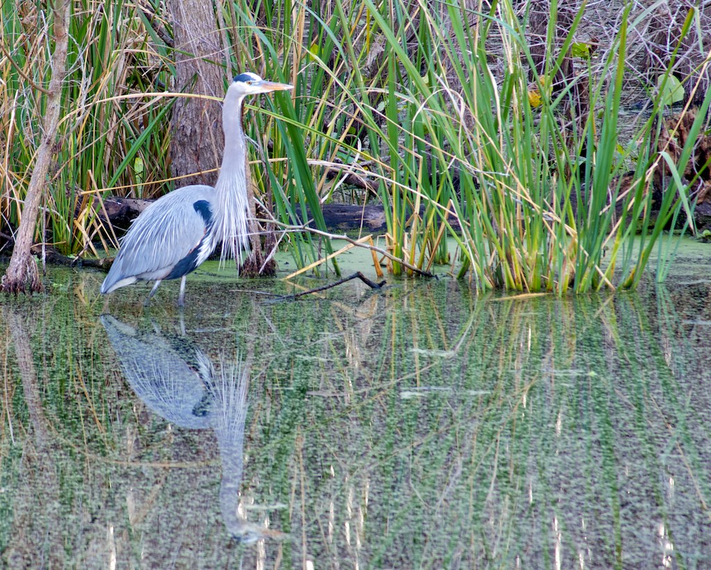 Blue Heron Reflection Photograph by Phyllis Beiser