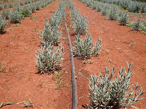 for lavender oil growing za