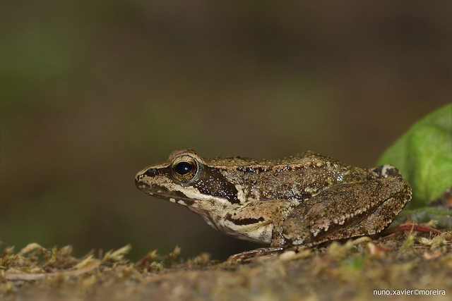 Rã-ibérica, Iberian Frog (Rana iberica)