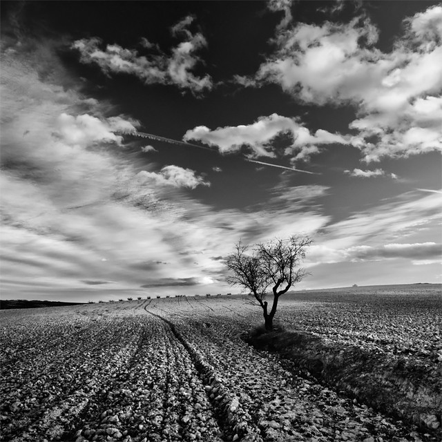 One Tree Speaking With the Clouds