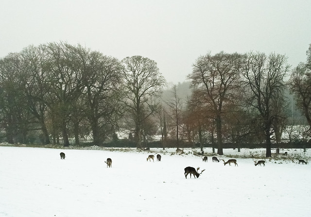 Deers and snow - Phoenix Park, Dublin-2