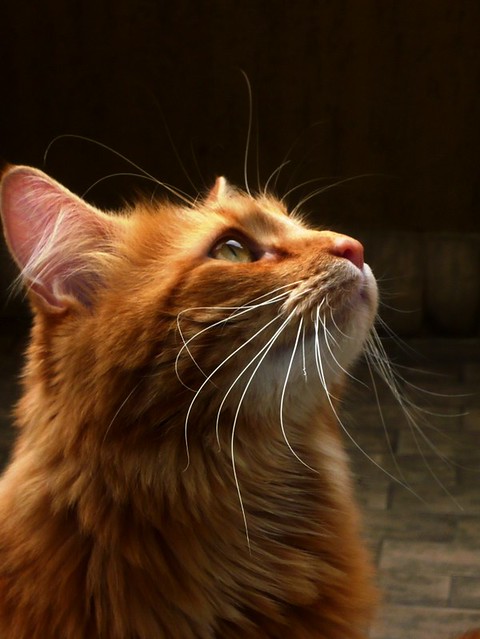 Maine Coon - Tootzie 2