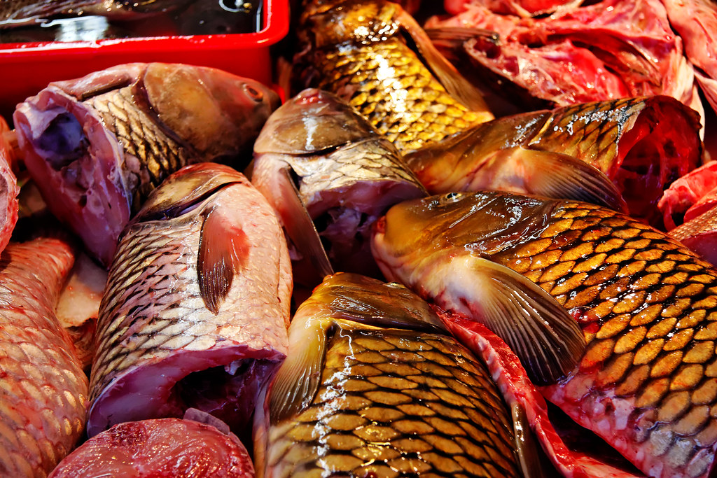 Carp in Chinatown Fish Market, San Francisco, I really hate…