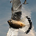 Peregrin falcon (Falco peregrinus) aka., 'duck hawk'