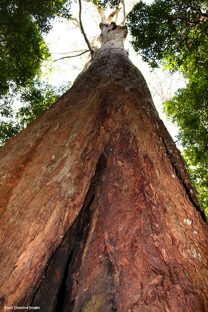 Tree No. 3 - 'The Hulk' - Middle Brother National Park, Johns River, Mid North Coast, NSW