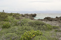 Vegetation at the tip of the island.