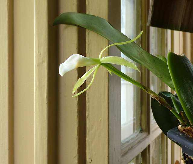 Trichopilia nobilis (fragrans) species orchid, my 1st bloom 2-14*