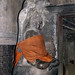 Buddha chráněn hadem, foto: Petr Nejedlý