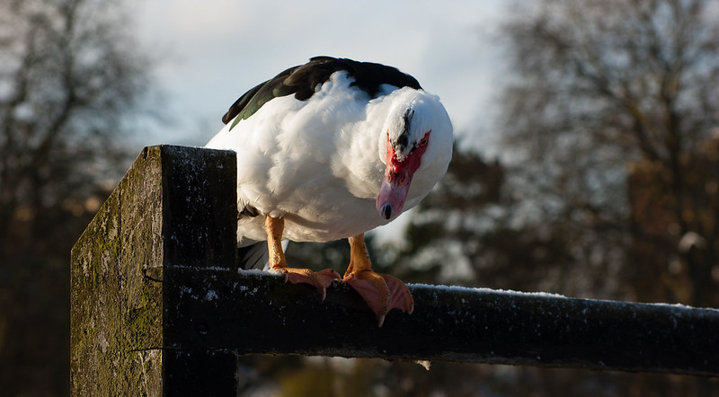 Muscovy duck