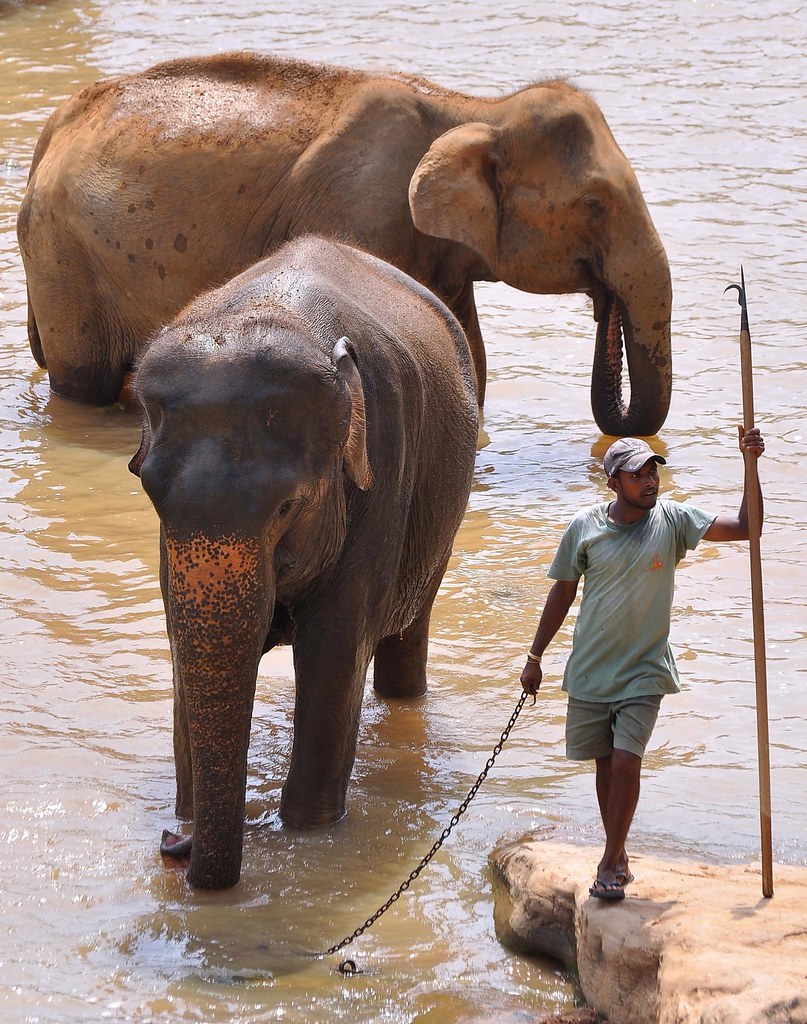 Mahout with his Elephant at Pinnawela, SriLanka.