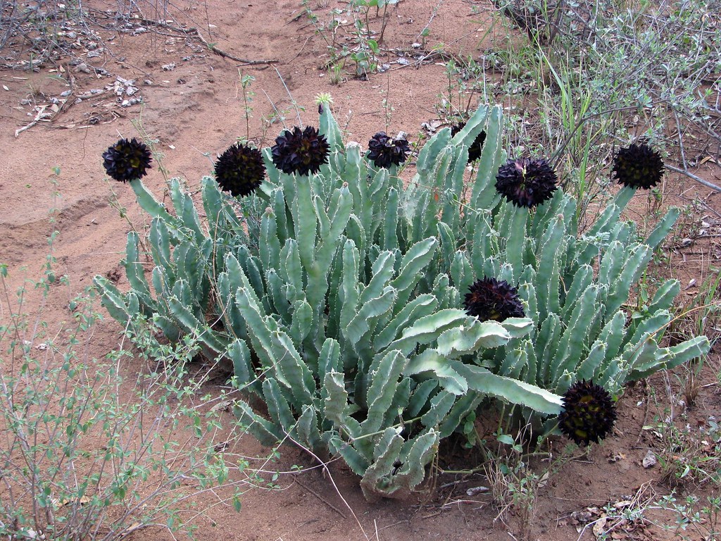 stephanandra plant Cutleaf Stephanandra Plant – Buy Now! – Ladybird Nursery main image 1