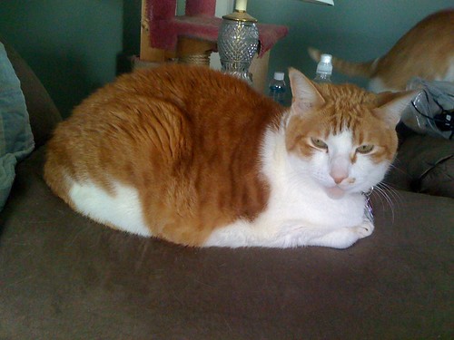 I present Edmund in the aptly named "Loaf of Cat" position. | by domesticat