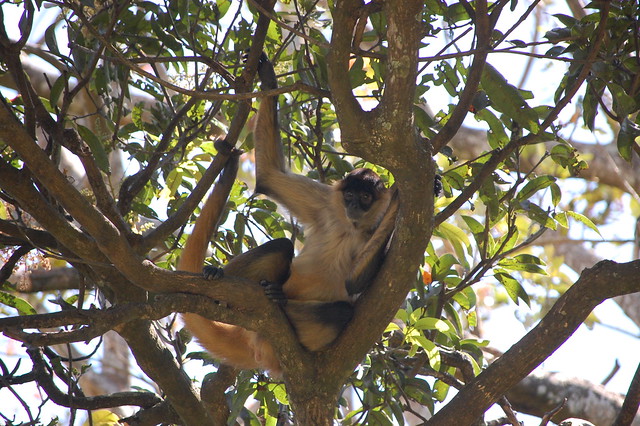 Spider Monkey, Nicaragua.