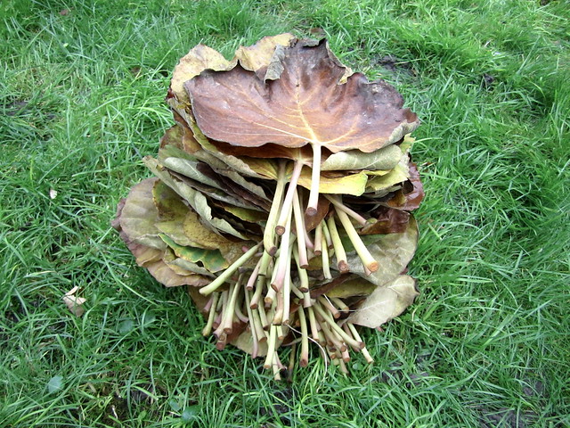 Fig leaf pile