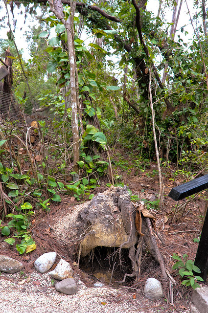 20101224_EPM_1108 Hurricane damage at The Belize Zoo.jpg