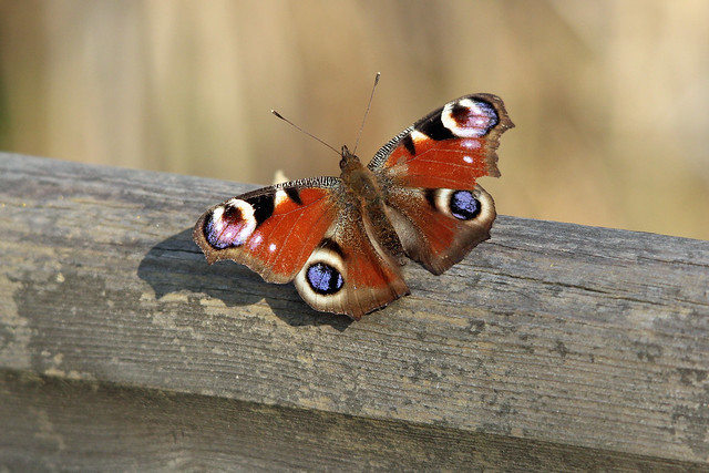 Peacock butterfly - Barton Broad