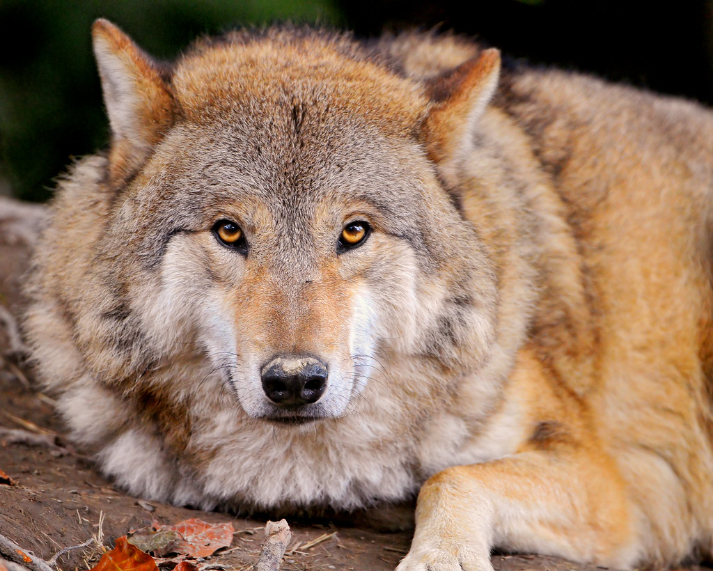 Serious, relaxed and fluffy wolf