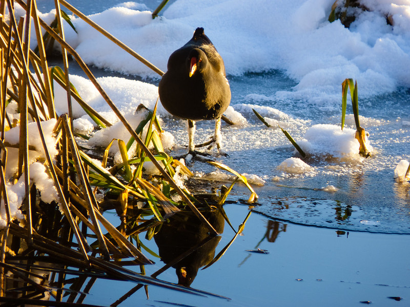 Moorhen
