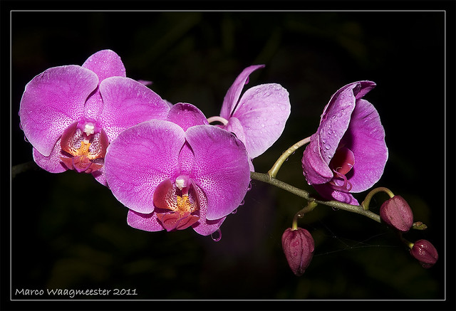 Orchids In The Garden