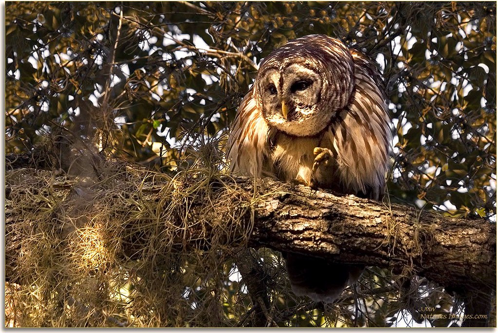Kissimmee Barred Owl 3 by JMW Natures Images