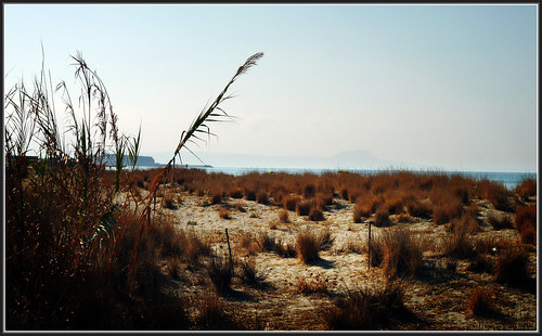 Beach grass by Camping MISSIRIA Rethymnon Crete Greece  P1050022