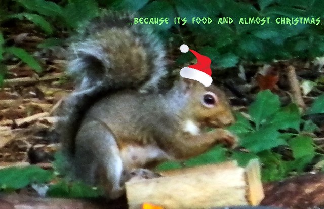 ..because it's food and I am a squirrel.