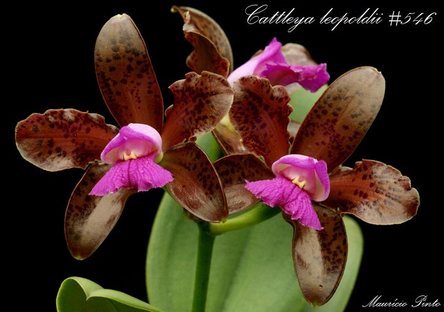 Cattleya leopoldii 546