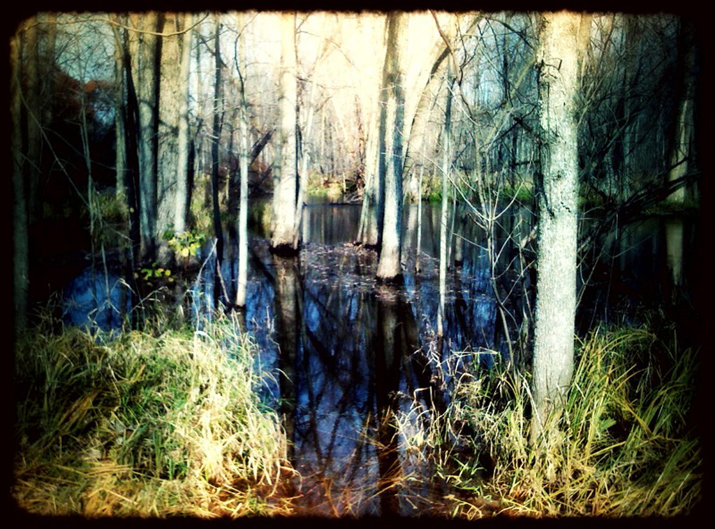 Swamp | This is part of the Huron River near me off McCabe ...