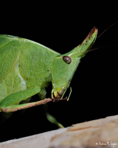 Cleaning | by Andrew Snyder Photography
