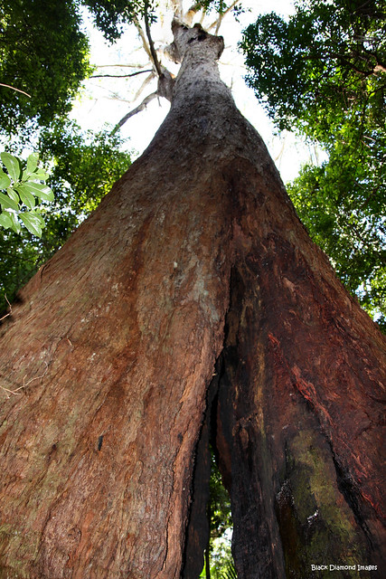 Tree No. 3 - 'The Hulk' - Middle Brother National Park, Johns River, Mid North Coast, NSW