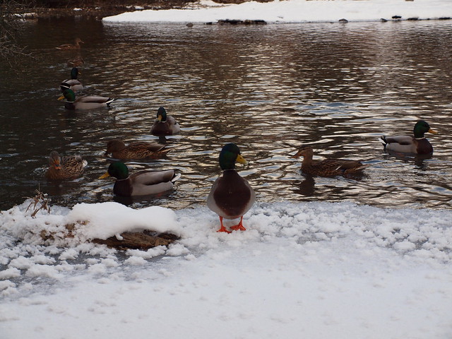 Ducks in Canmore, Alberta