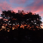 Newington Sunrise