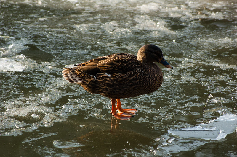 Female mallard