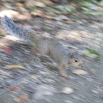 Squirrel, San Francisco Botanical Garden, Golden Gate Park